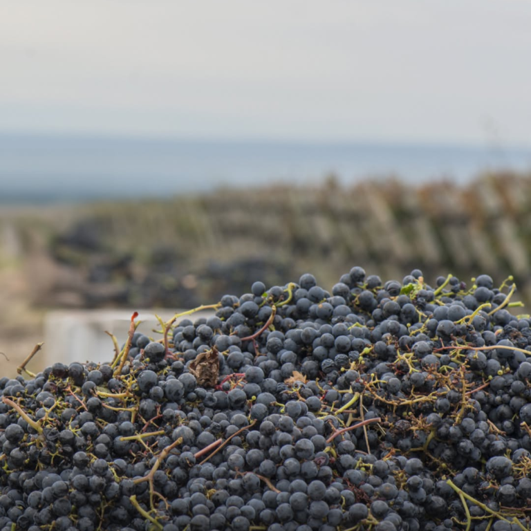 Salentein Reserva Malbec, fruity, fresh, and juicy on the palate. Well-structured and long-lasting.
