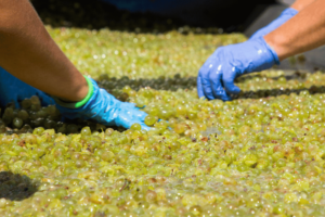 How Red and White Wines Are Made